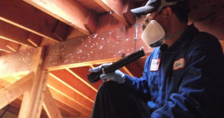 Pest Control Services
