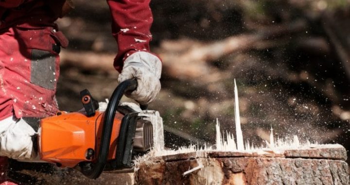 Hiring a Tree Removal Service